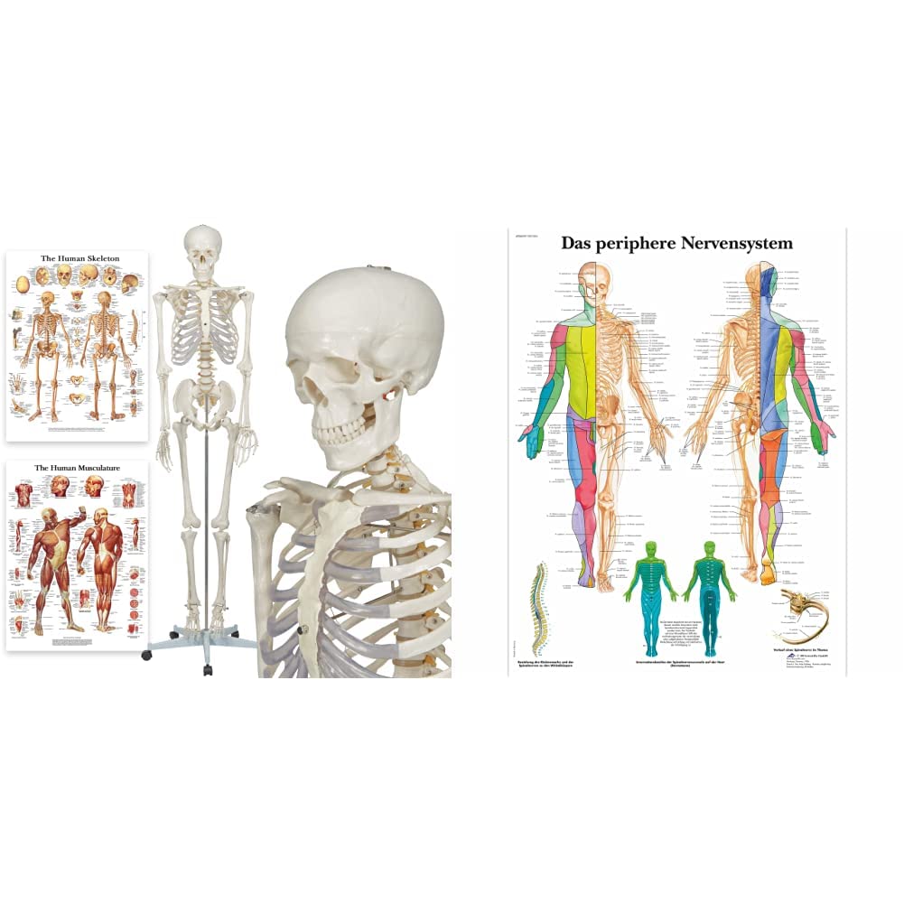 Elementary Anatomy Skelett - Buddy the Budget Skeleton - Lebensgrösse 175 cm– inkl. zwei Lehrtafeln