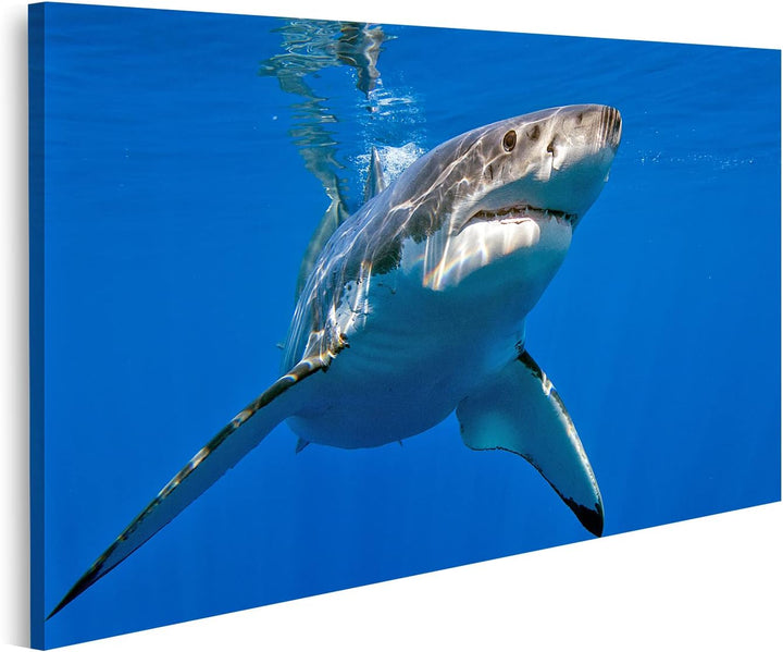 islandburner Bild auf Leinwand Weisser Hai Bilder Wandbilder Poster Leinwand 100x57cm, Leinwand 100x