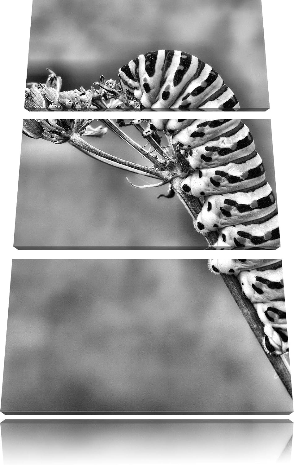 Pixxprint Monocrome, Grüne Raupe auf AST Insekten Urwald Tiere 3-Teiler Leinwandbild 120x80 Bild auf