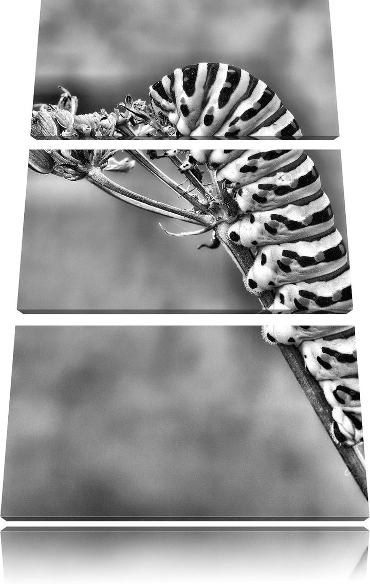 Pixxprint Monocrome, Grüne Raupe auf AST Insekten Urwald Tiere 3-Teiler Leinwandbild 120x80 Bild auf