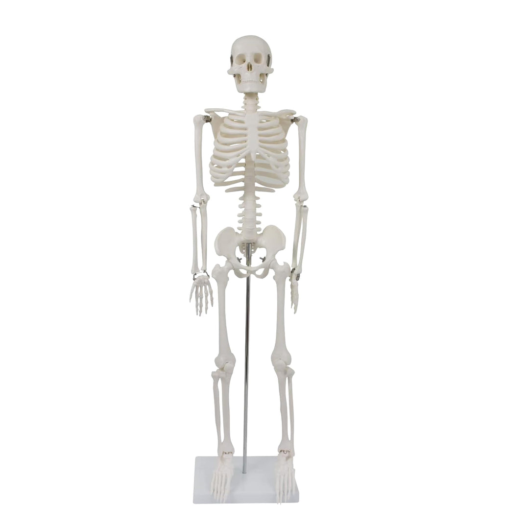 Anatomie Skelett 87 cm, detailliertes menschliches Skelett aus Kunststoff mit beweglichen Extremität