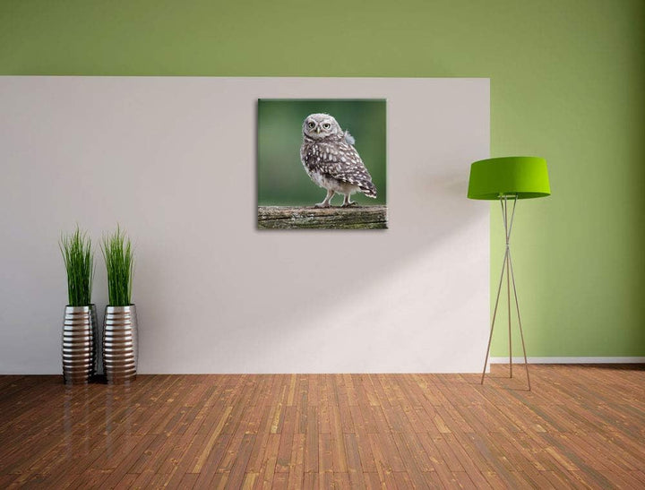 Kleine Eule auf Baum, Format: 70x70 auf Leinwand, XXL riesige Bilder fertig gerahmt mit Keilrahmen,
