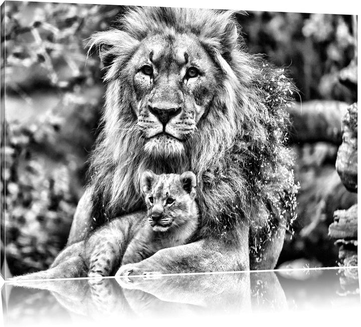 Pixxprint Löwe kuschelt mit Jungtier / 100x70cm Leinwandbild bespannt auf Holzrahmen/Wandbild Kunstd