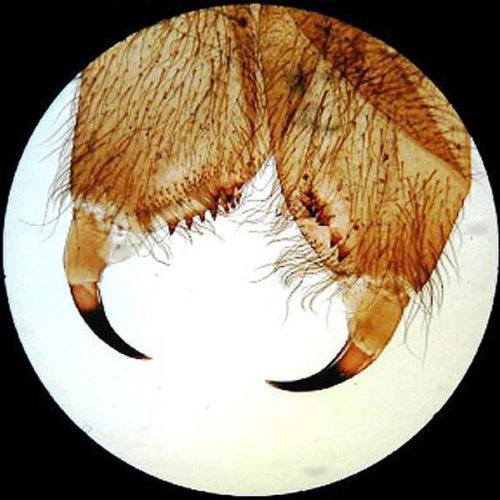 AmScope PS100A Vorbereitetes Objektträger-Set für die Daturwissenschaftliche Grundausbildung, 100 Ob