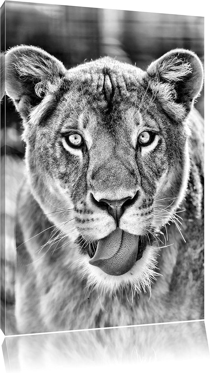 Monocrome, schöne Löwin , Format: 100x70 auf Leinwand, XXL riesige Bilder fertig gerahmt mit Keilrah
