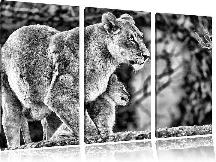 Pixxprint Löwenmutter mit Jungtier als Leinwandbild/Grösse: 3 Teilig (120x80) cm/Wandbild/Kunstdruck