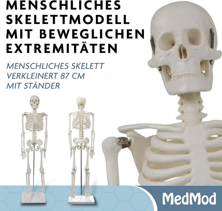 Anatomie Skelett 87 cm, detailliertes menschliches Skelett aus Kunststoff mit beweglichen Extremität
