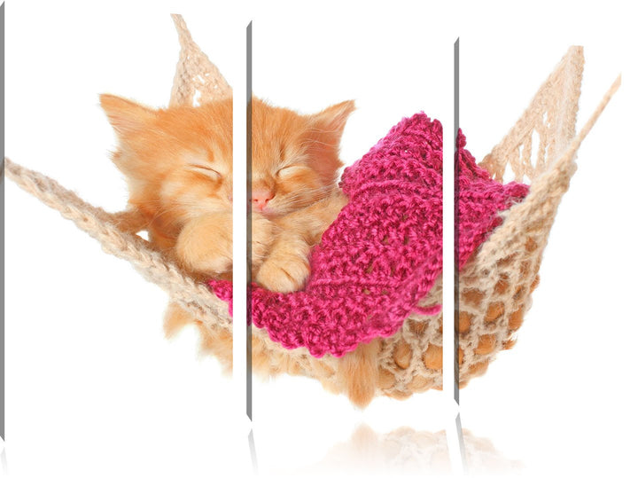 Pixxprint Schlafendes Katzenbaby in Hängematte 3-Teiler Leinwandbild 120x80 Bild auf Leinwand