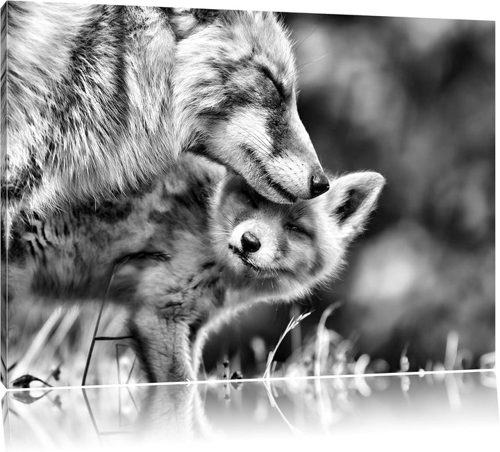 Pixxprint Kuschelnde Füchse als Leinwandbild/Grösse: 100x70 / Wandbild/Kunstdruck/fertig bespannt, 1