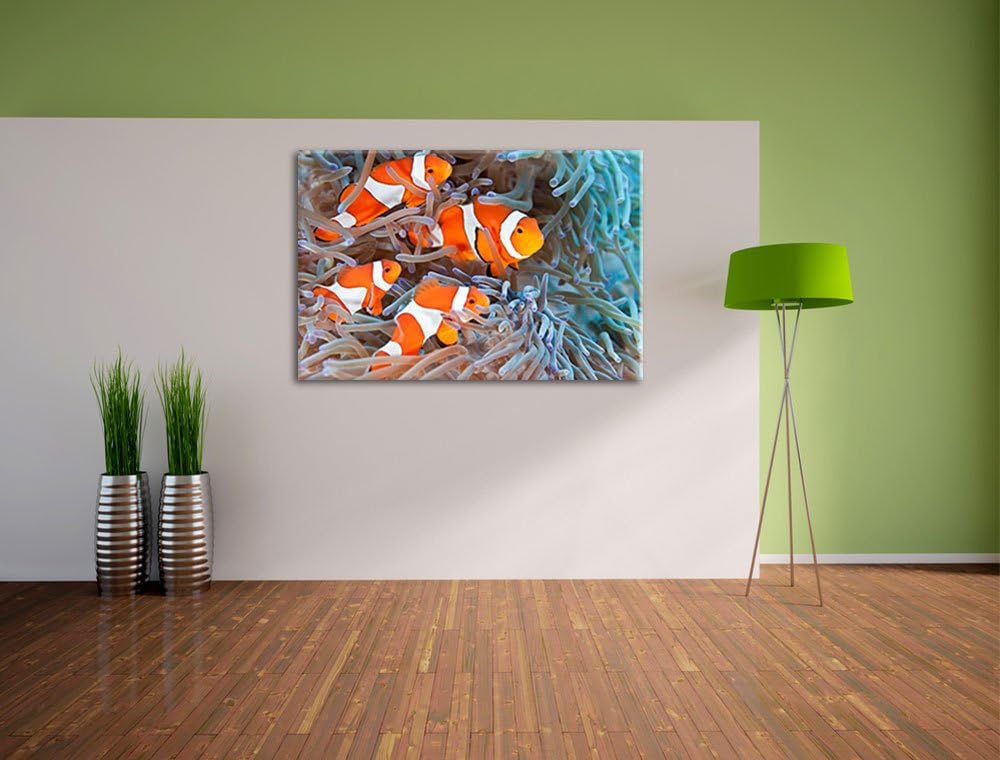 Clownsfische in Anemone Format: 100x70 auf Leinwand, XXL riesige Bilder fertig gerahmt mit Keilrahme