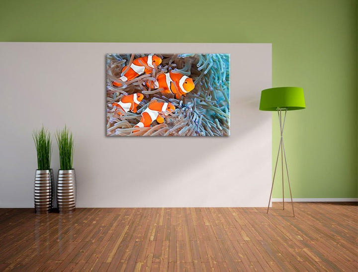 Clownsfische in Anemone Format: 100x70 auf Leinwand, XXL riesige Bilder fertig gerahmt mit Keilrahme