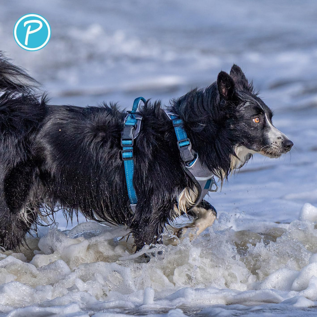 Petlando Hundegeschirr Magnetech– Innovative Magnetschnalle, mit Griff, Zwei D-Ringe, reflektierend,