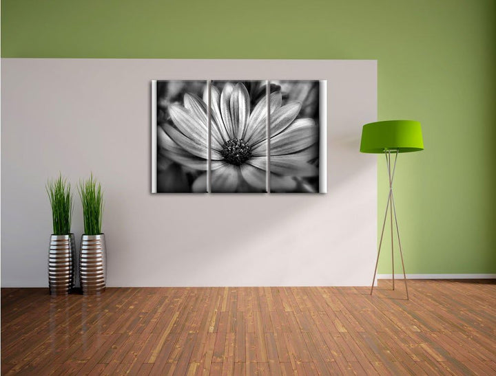 Pixxprint aussergewöhnliche Blume / 3-Teilig/Gesamtmass 120cm Leinwandbild bespannt auf Holzrahmen/W