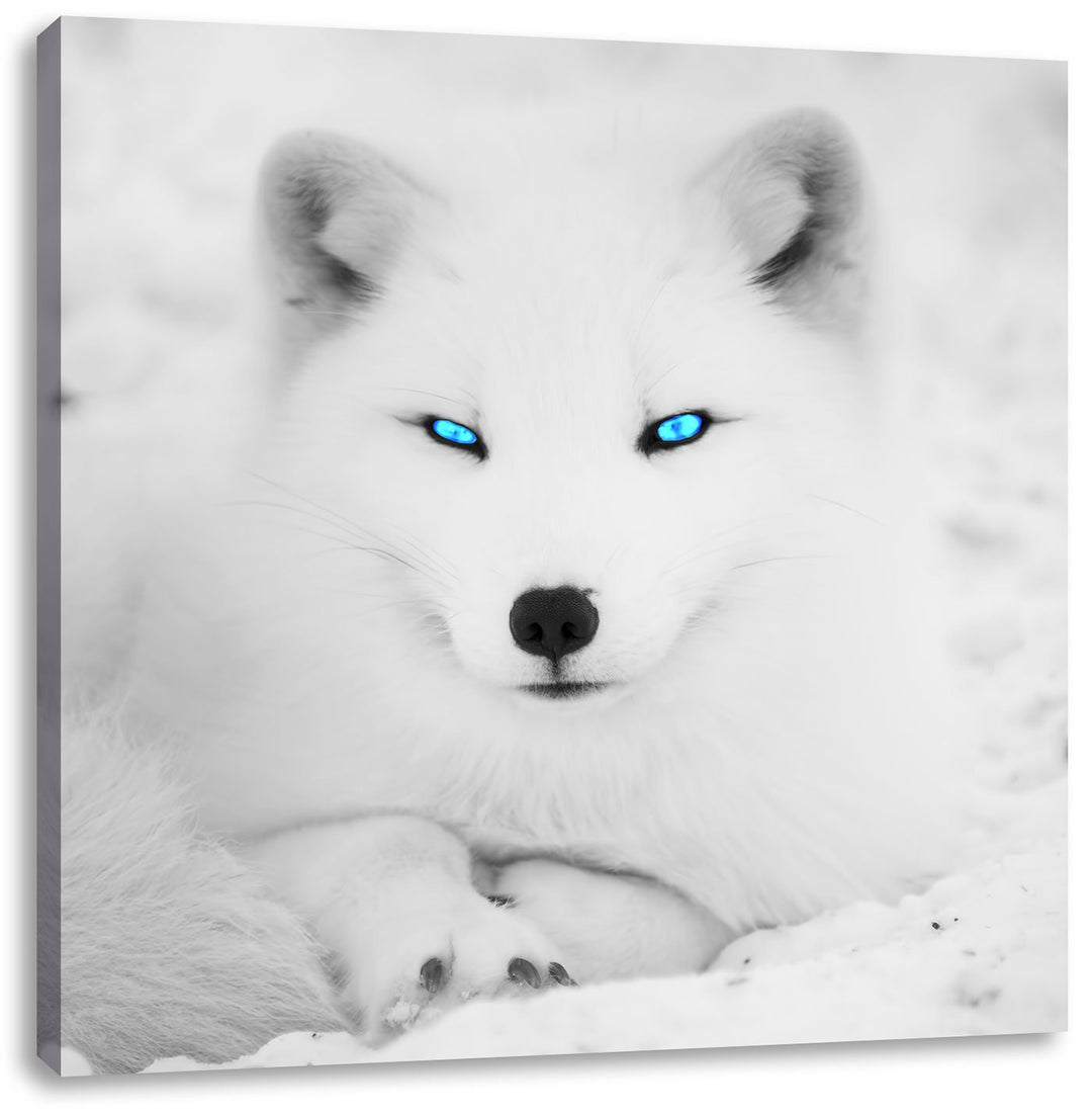 Pixxprint liegender Polarfuchs mit strahlenden Augen schwarz/weiss, Format: 70x70 auf Leinwand, XXL
