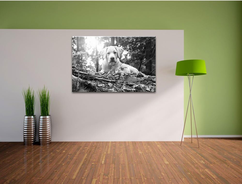 Pixxprint Hund im Wald bei Sonneuntergang / 100x70cm Leinwandbild bespannt auf Holzrahmen/Wandbild K