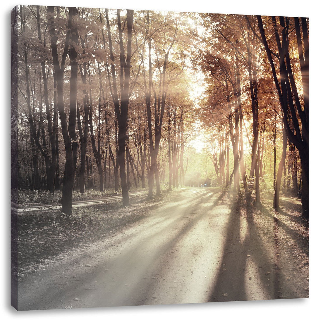 Pixxprint Allee im Herbstlicht schwarz/weiss, Format: 70x70 auf Leinwand, 70x70