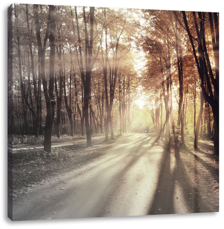 Pixxprint Allee im Herbstlicht schwarz/weiss, Format: 70x70 auf Leinwand, 70x70