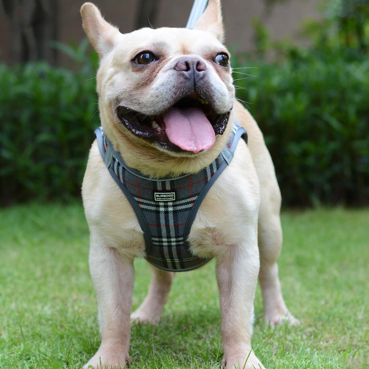 Suredoo Hundegeschirr Kleine Hunde mit Leine, Anti Zug Geschirr Reflektierend Atmungsaktiv Brustgesc