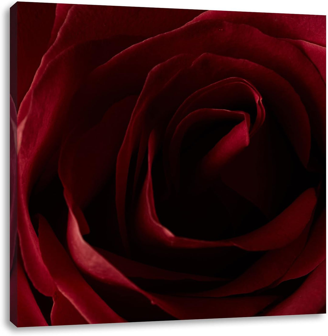 Pixxprint Rote Rose, Format: 70x70 auf Leinwand, XXL riesige Bilder fertig gerahmt mit Keilrahmen, K