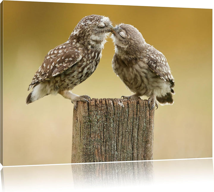 Pixxprint Küssende Eulen, Format: 100x70 auf Leinwand, XXL riesige Bilder fertig gerahmt mit Keilrah