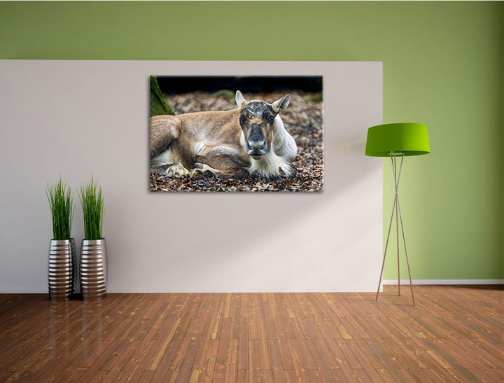 Pixxprint junger Elch auf Leinwand, XXL riesige Bilder fertig gerahmt mit Keilrahmen, Kunstdruck auf