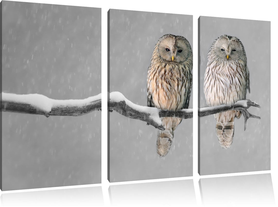 Pixxprint Zwei Eulen in Winterlandschaft als Leinwandbild | Grösse: 3 Teilig (120x80) | Wandbild| Ku