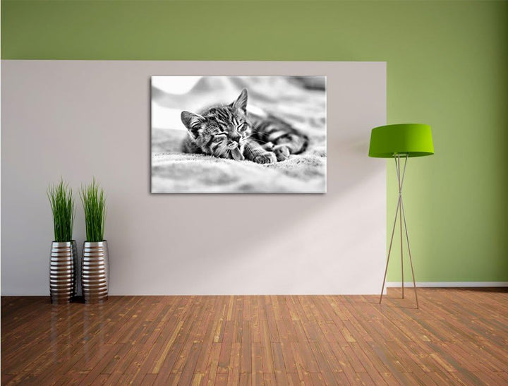 Pixxprint Kleines Kätzchen als Leinwandbild | Grösse: 100x70 | Wandbild| Kunstdruck | fertig bespann