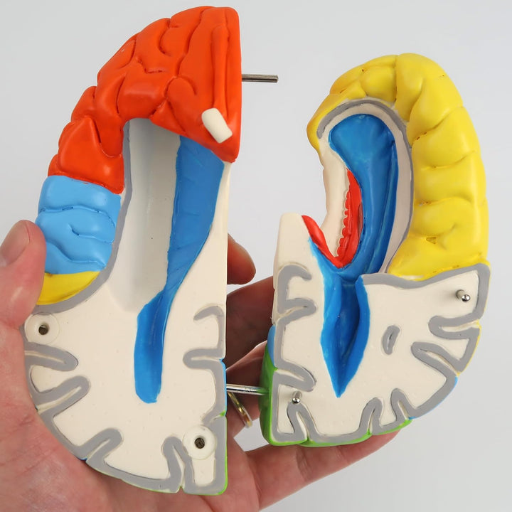 3B Scientific Menschliche Anatomie - Hirnfunktionen-Modell, 8-teilig + kostenlose Anatomie App - 3B