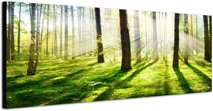 Paul Sinus Art Panoramabild auf Leinwand und Keilrahmen 120x40cm Wald Bäume Frühling Sonnenstrahlen