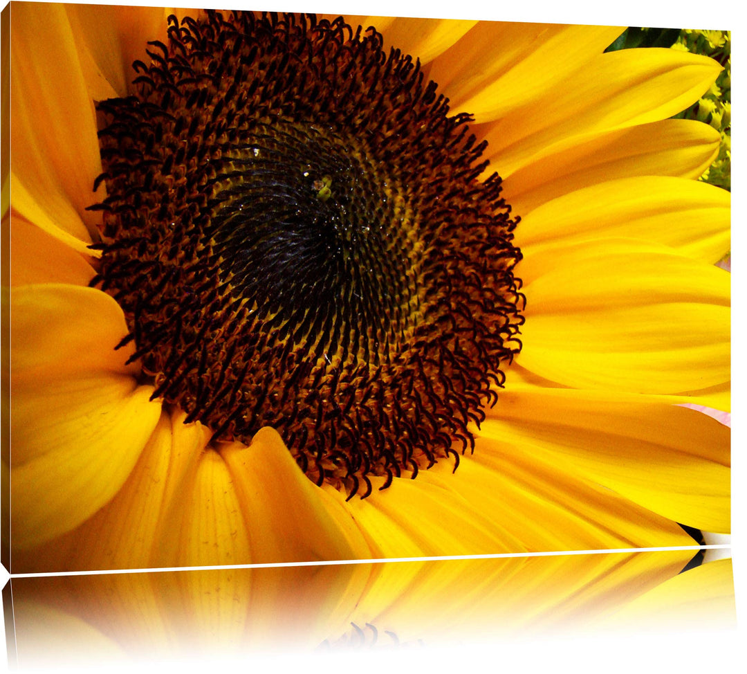 Pixxprint grosse Sonnenblume auf Leinwand, XXL riesige Bilder fertig gerahmt mit Keilrahmen, Kunstdr