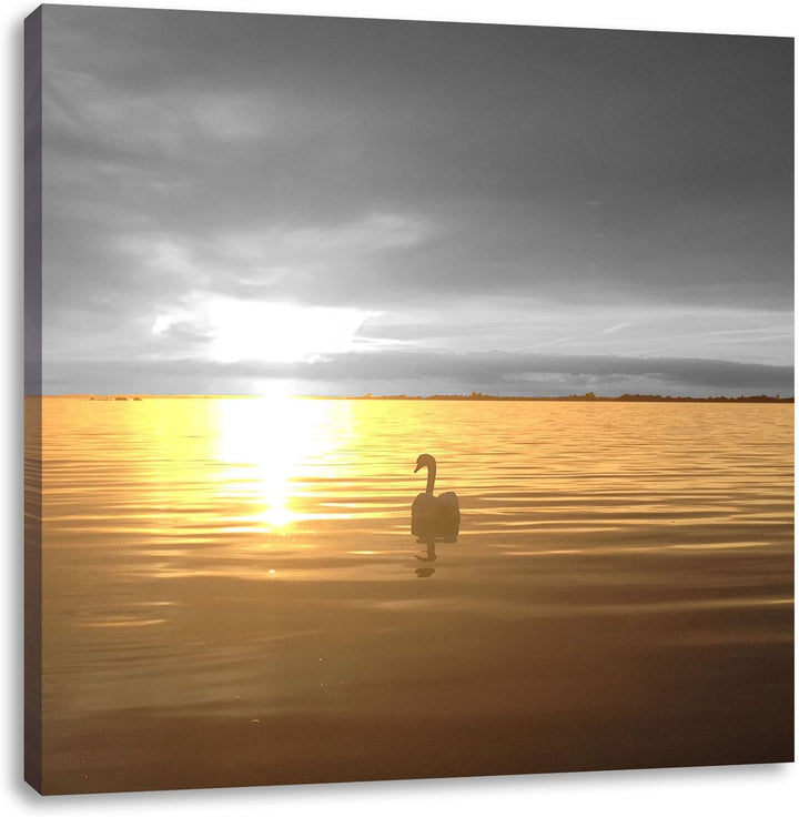 Pixxprint Einsamer Schwan auf See Schwarz/Weiss, Format: 70x70 auf Leinwand, 70x70