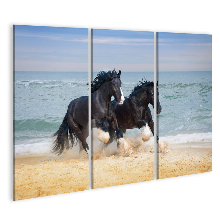 Bild auf Leinwand Zwei Schöne Grosse Pferde Züchten Shire Galopp Entlang Dem Strand Der Sand Gegen D