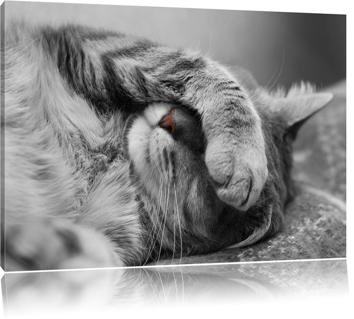 niedliche Katze beim schlafen schwarz/weiss Format: 100x70 auf Leinwand, XXL riesige Bilder fertig g