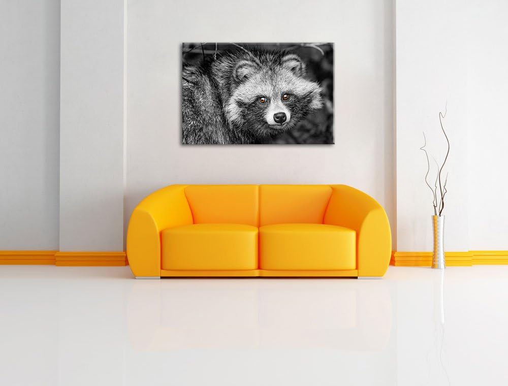 Pixxprint scheuer Waschbär schwarz/weiss auf Leinwand, XXL riesige Bilder fertig gerahmt mit Keilrah