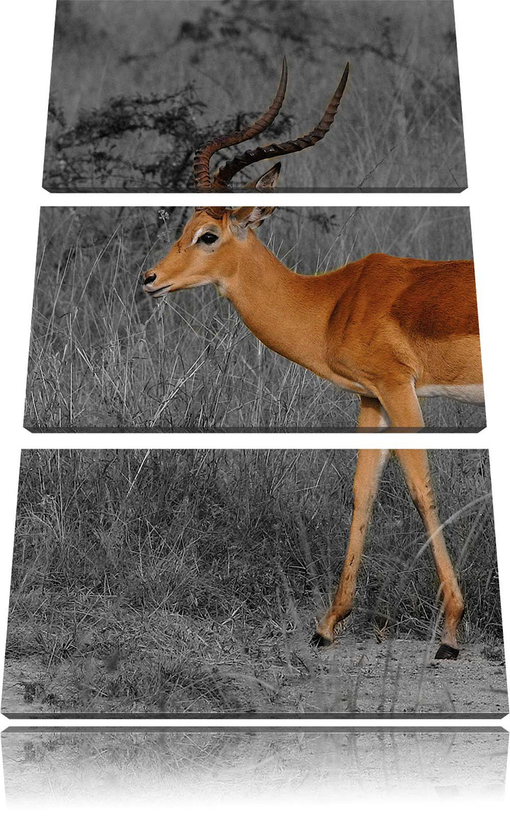 Pixxprint bildschöne Dorkasgazelle in der Savanne schwarz/weiss 3-Teiler Leinwandbild 120x80 Bild au