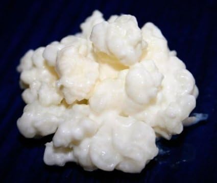 Packung 40g Milchkefir Pilz/Knollen + 100g Wasserkefir Pilz/Japankristalle + Anleitung + Rezepte + H