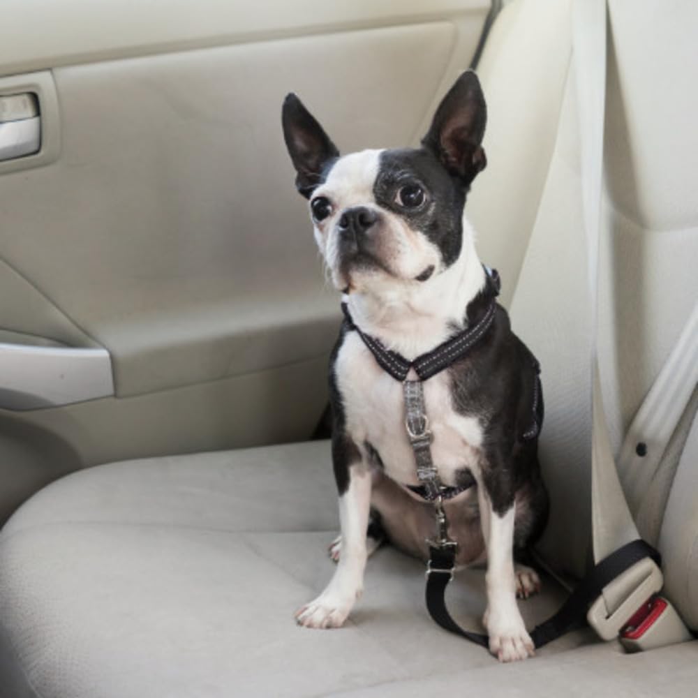 PetSafe 3-in-1-Geschirr und Rückhaltegurt für Hunde, Mit Anti-Zieh-Ring und Rückhaltegurt fürs Auto,