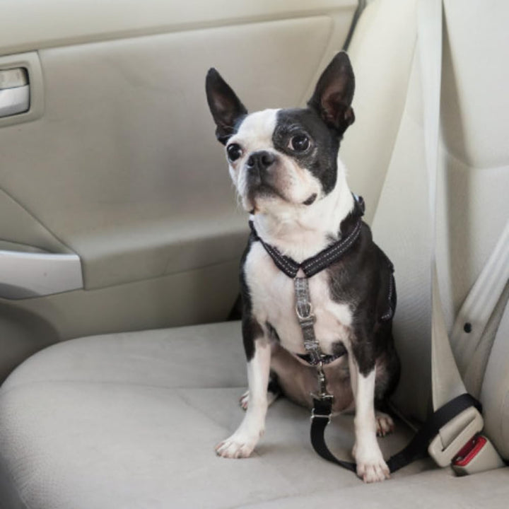 PetSafe 3-in-1-Geschirr und Rückhaltegurt für Hunde, Mit Anti-Zieh-Ring und Rückhaltegurt fürs Auto,