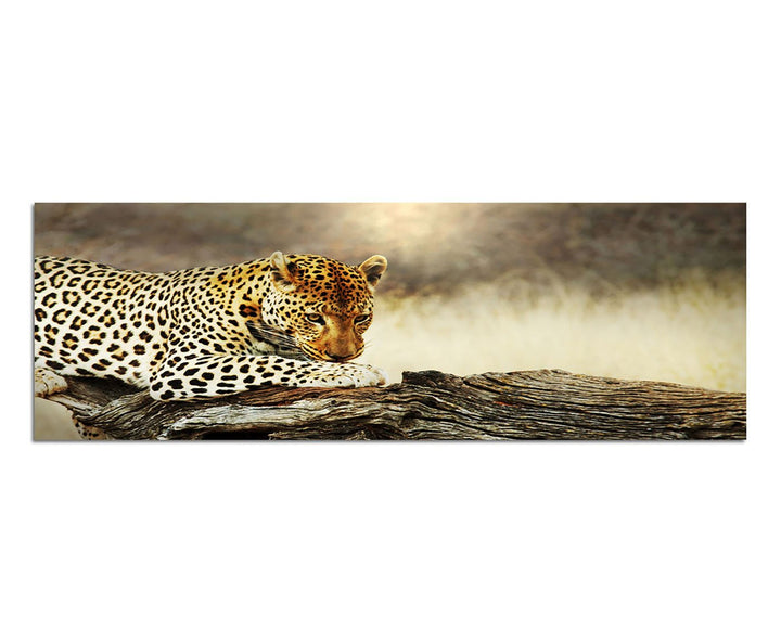 Paul Sinus Art Panoramabild auf Leinwand und Keilrahmen 150x50cm Leopard Baumstamm Afrika Wildnis