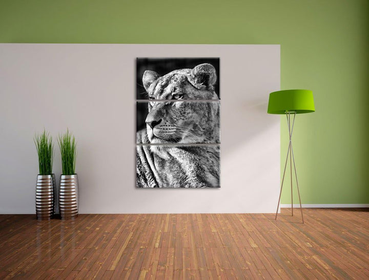 Pixxprint Monocrome, prächtige Löwin 3-Teiler Leinwandbild 120x80 Bild auf Leinwand