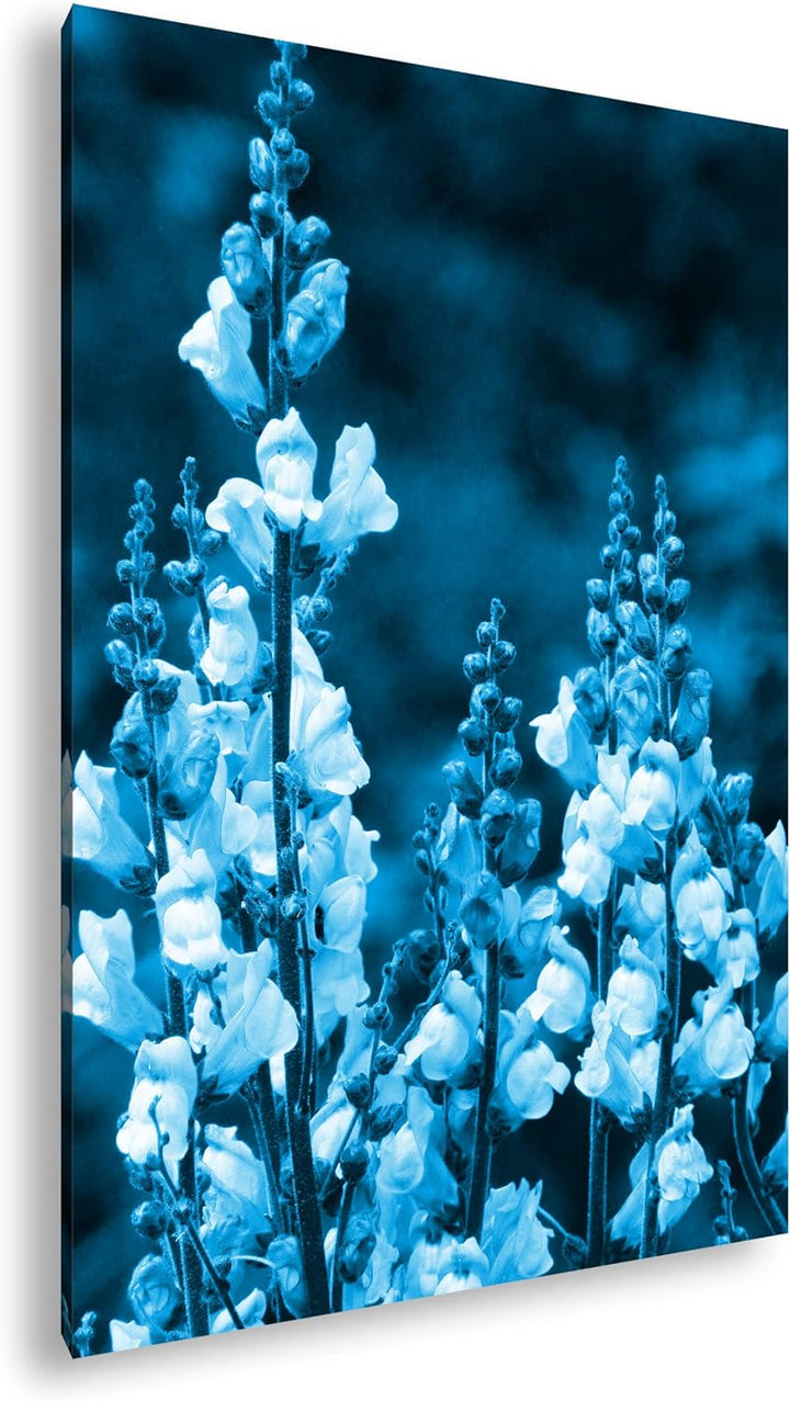 deyoli Löwenmaul Wildblume Format 80x60 Effekt: Monocrome Blau als Leinwandbild, Motiv fertig gerahm