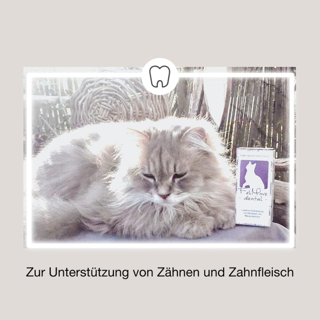 FeliMove dental - Liquid für Katzen mit Vitalpilzen, Propolis, EPA und Zink (auch bei FORL, Entzündu