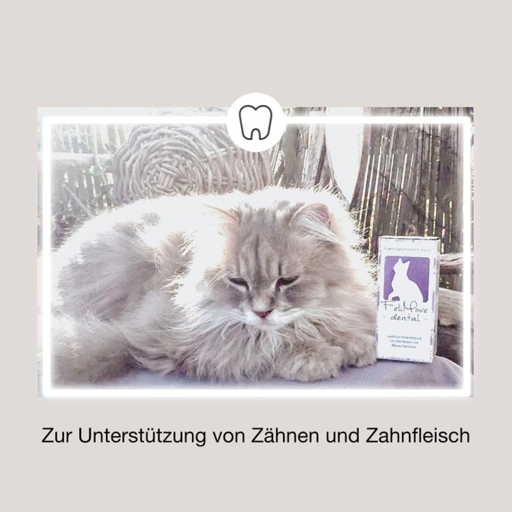 FeliMove dental - Liquid für Katzen mit Vitalpilzen, Propolis, EPA und Zink (auch bei FORL, Entzündu