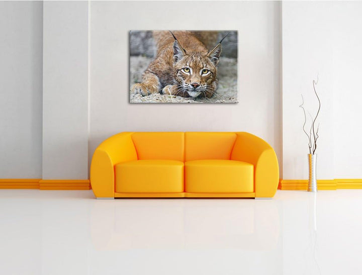 Pixxprint wachsamer Luchs auf Leinwand, XXL riesige Bilder fertig gerahmt mit Keilrahmen, Kunstdruck