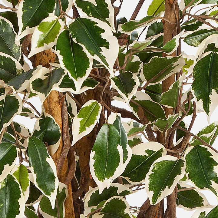 artplants.de Deko Ficus JARLAN, 430 Blätter und lianenartigem Stamm, grün-weiss, 120cm - Kunst Ficus