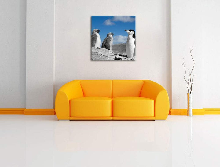 süsse Pinguine schwarz/weiss, Format: 70x70 auf Leinwand, XXL riesige Bilder fertig gerahmt mit Keil