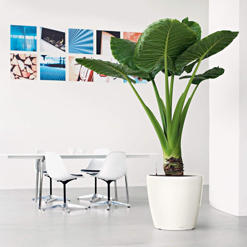 LECHUZA CLASSICO Premium LS 50 anthrazit metallic 16103 49.5x49.5x46.5 cm Anthrazit Metallic Einzel,