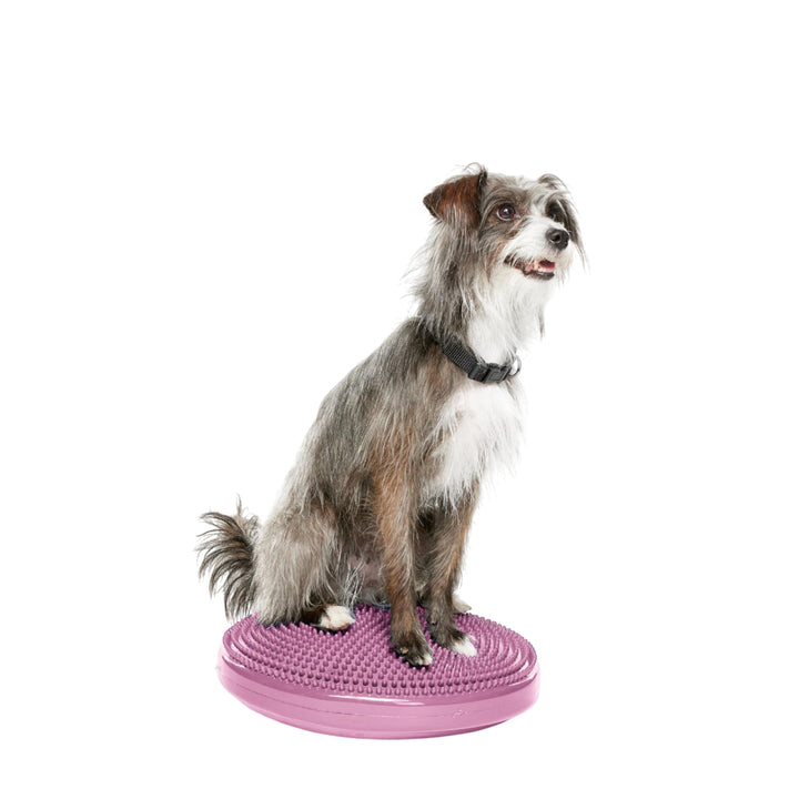 Fitpaws Balance-Disc für Hunde, 14", Violett