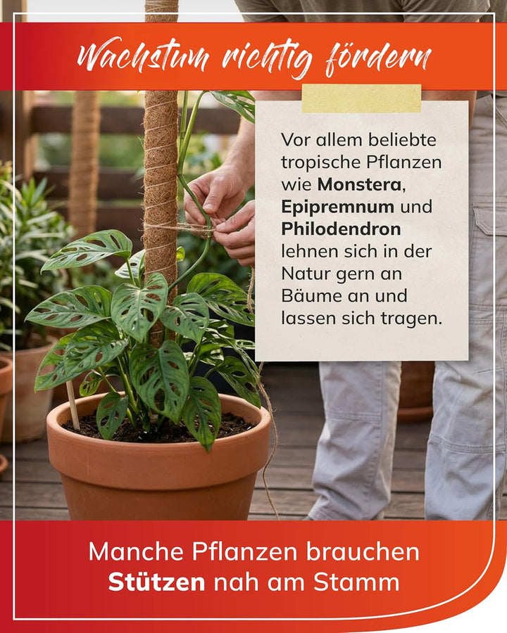 bellissa Kokosstab Pflanzstab Monstera Efeutute Rankhilfe 5er-Set 110 cm | Pflanzenstütze für Garten