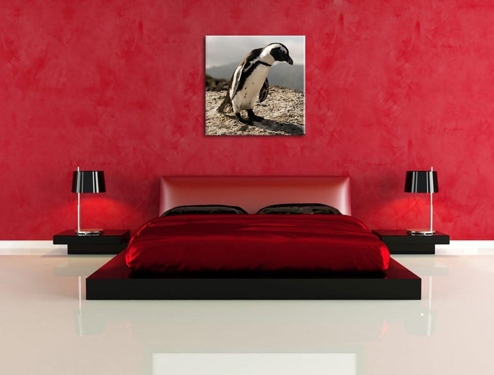 Pixxprint Afrikanischer Pinguin beobachtet als Leinwandbild/Grösse: 70x70 cm/Wandbild/Kunstdruck/fer